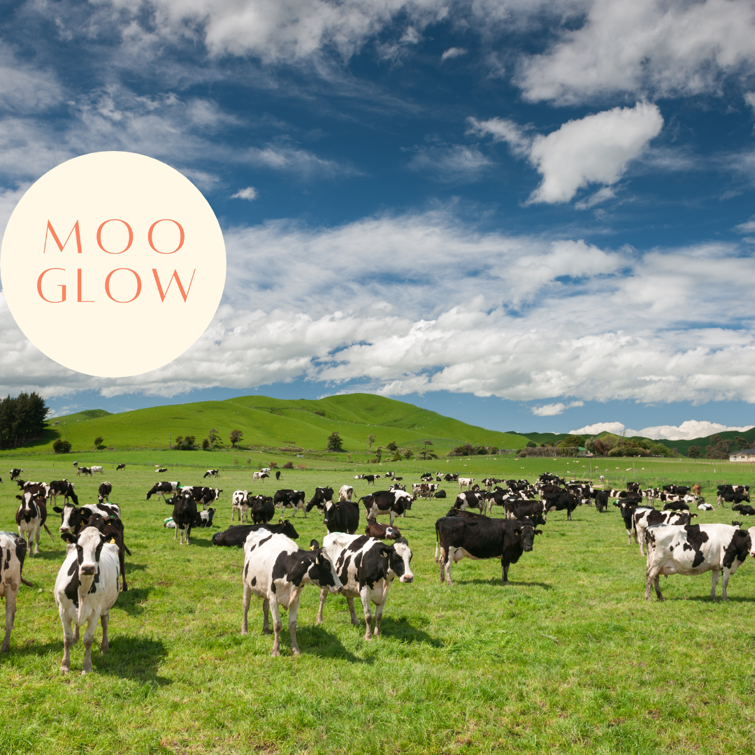 Let's Talk About Tallow